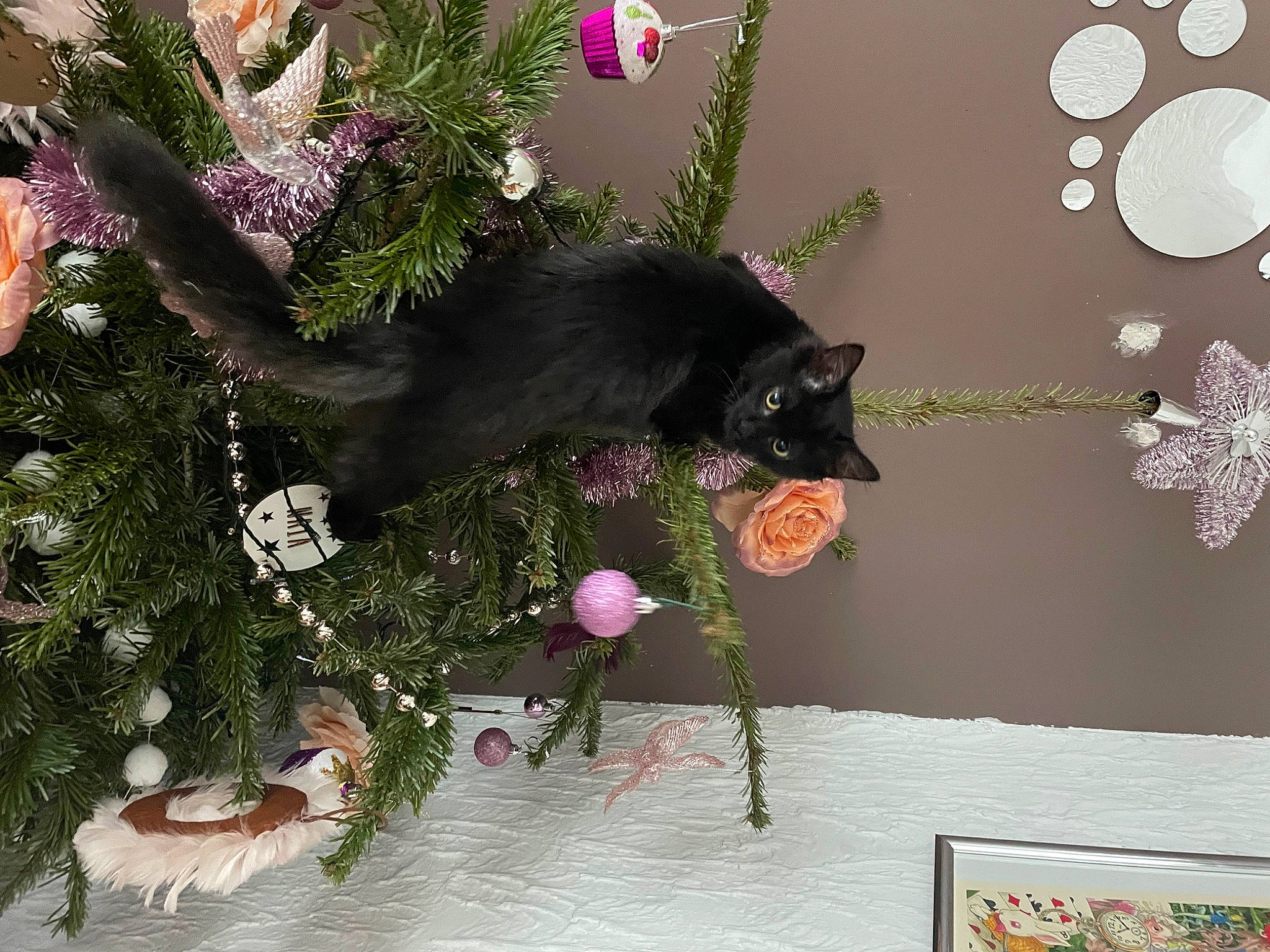 Talia participe au concours pour gagner de l'argent avec cette photo : branch, carnivore, cat, christmas_decoration, christmas_ornament, christmas_tree, conifer, creative_arts, event, felidae, floral_design, flower_arranging, magenta, ornament, plant, room, small_to_medium_sized_cats, tree, twig, whiskers