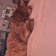 Dixie is registered to the contest to win money with this photo: cat, sleeping, bed, cozy, fluffy, indoor, feline, paws, resting, mirror, lights, decor, home, furniture, comfort, cute, animal, pet, relaxed, warm