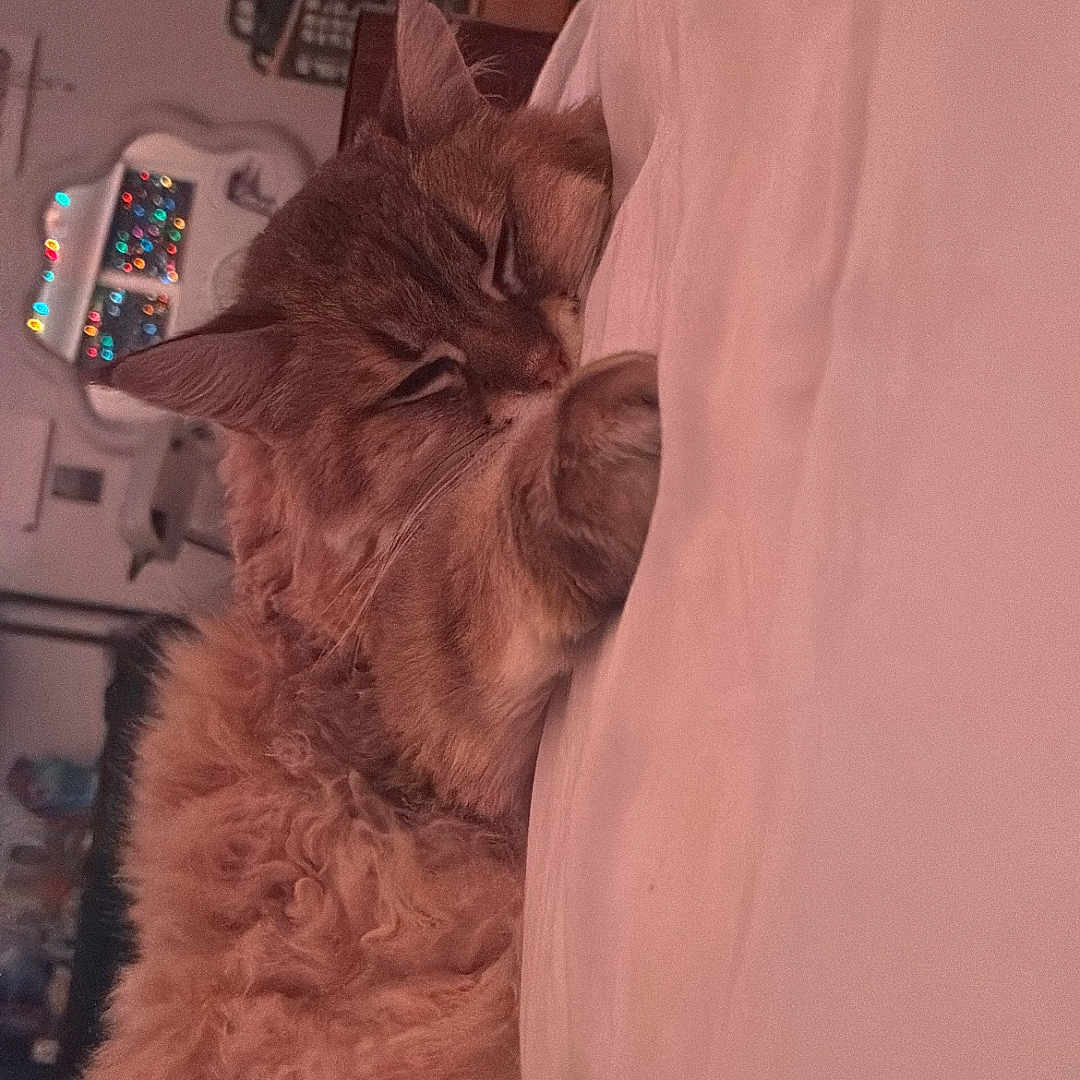 Dixie is registered to the contest to win money with this photo: cat, sleeping, bed, cozy, fluffy, indoor, feline, paws, resting, mirror, lights, decor, home, furniture, comfort, cute, animal, pet, relaxed, warm