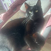 Puma participe au concours pour gagner de l'argent avec cette photo : animal, black_cat, cat, chair, closeup, cozy, cushion, domestic_animal, ears, feline, floor, fur, home, indoor, paws, pet, relaxing, resting, sunlight, whiskers