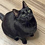 animal, black_cat, cat, companion, curious, cute, domestic_cat, ears, eyes, feline, floor, fur, house_pet, indoor, looking_up, mammal, pet, sitting, whiskers, wooden_floor
