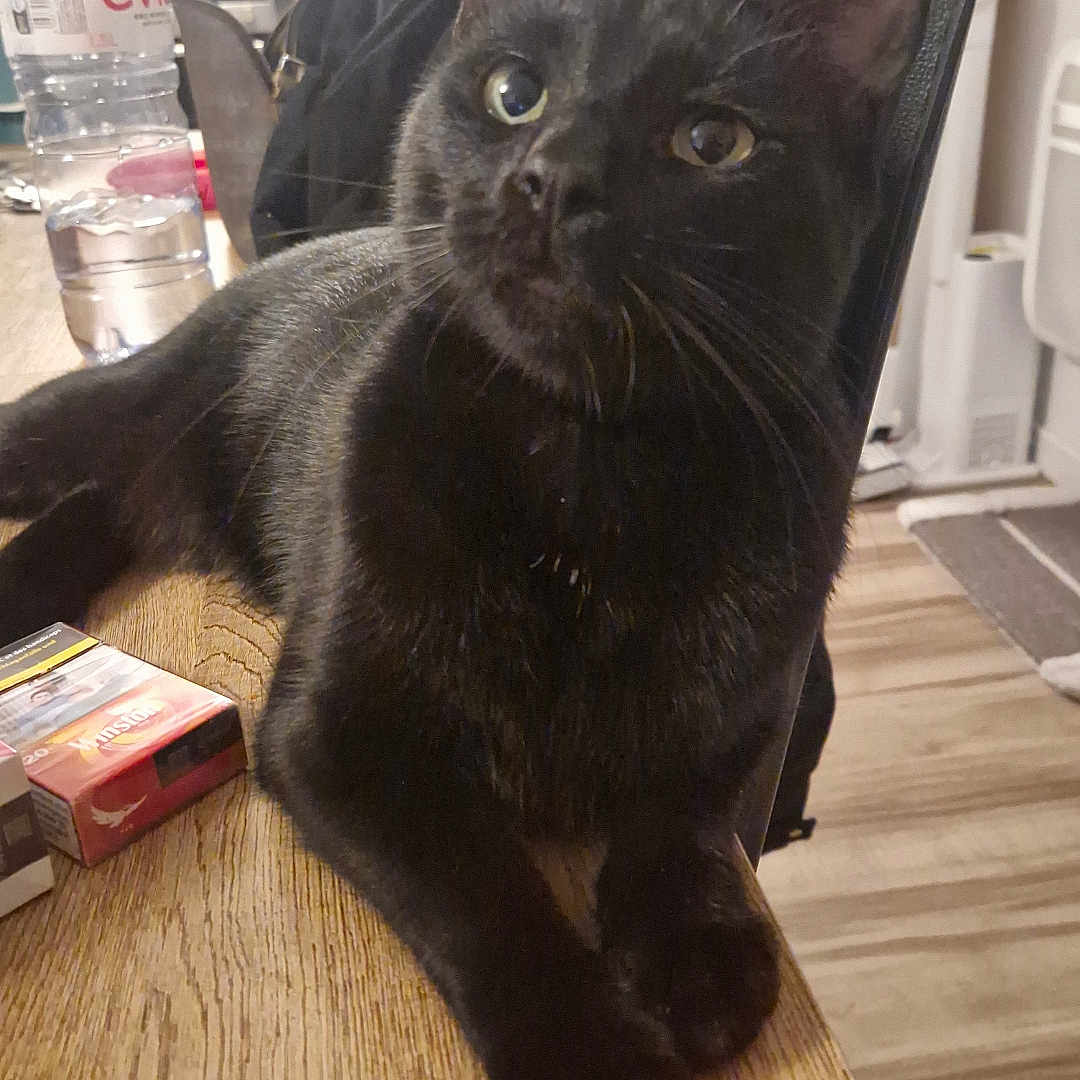 Puma