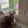 animal, cat, closeup, cozy, curious, domestic_cat, fur, garden, greenery, indoor, natural_light, pet, pink_flowers, relaxing, side_profile, soft_light, tabby, whiskers, window, windowsill
