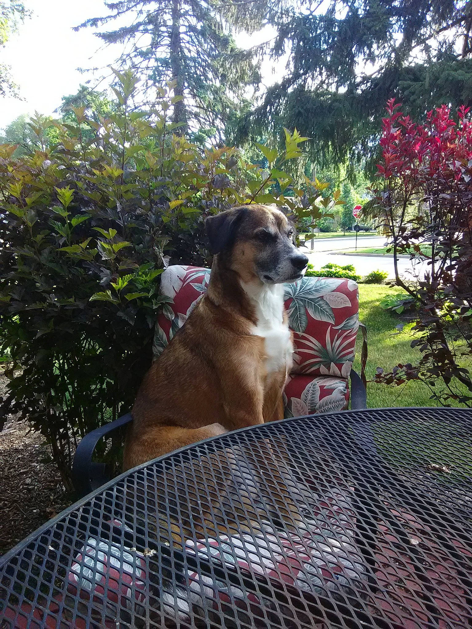 Dash joined the competition — help win amazing prizes! canidae, carnivore, collar, companion_dog, dog, dog_breed, dog_collar, dog_supply, fawn, fence, grass, mesh, pet_supply, plant, sky, snout, sporting_group, tail, tree, working_animal