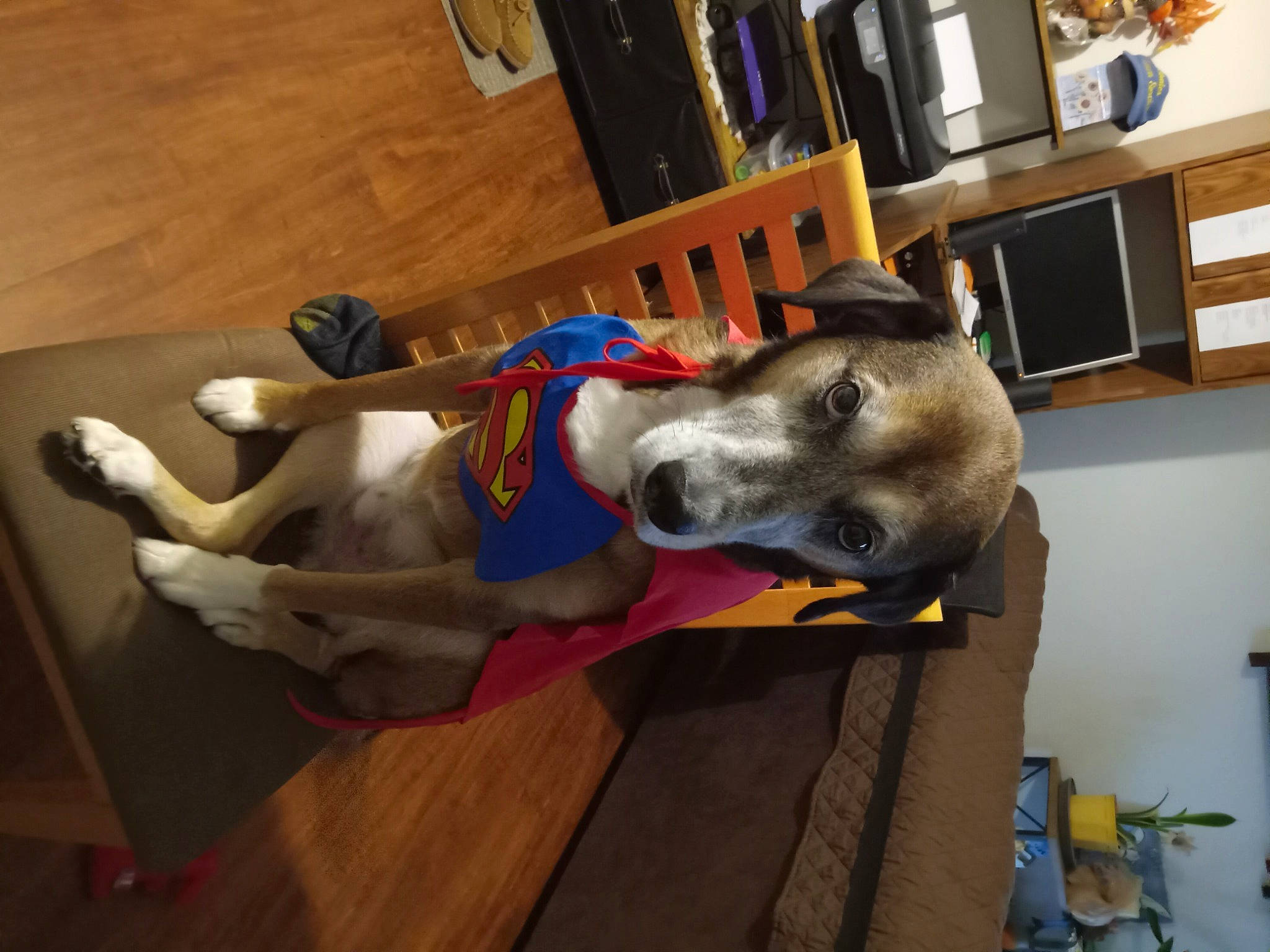 Dash joined the competition — help win amazing prizes! bookcase, canidae, carnivore, collar, comfort, companion_dog, dog, dog_breed, dog_supply, fawn, flooring, fur, hardwood, non_sporting_group, room, shelf, shelving, sporting_group, wood, working_animal