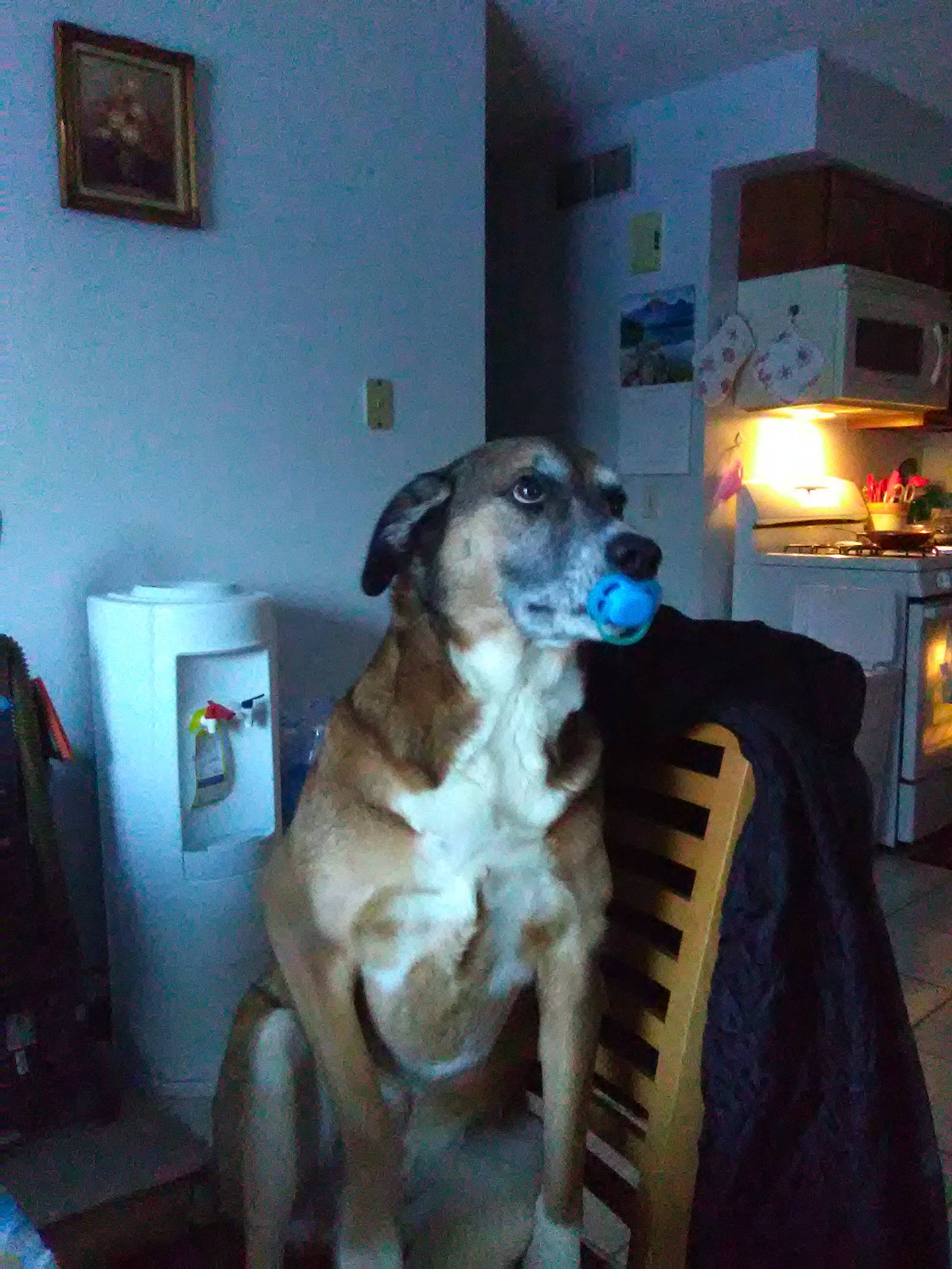 Dash is registered to the contest to win money with this photo: bag, canidae, carnivore, chair, companion_dog, dog, dog_breed, fawn, flooring, fur, guard_dog, luggage_and_bags, non_sporting_group, picture_frame, room, snout, sporting_group, working_animal, working_dog