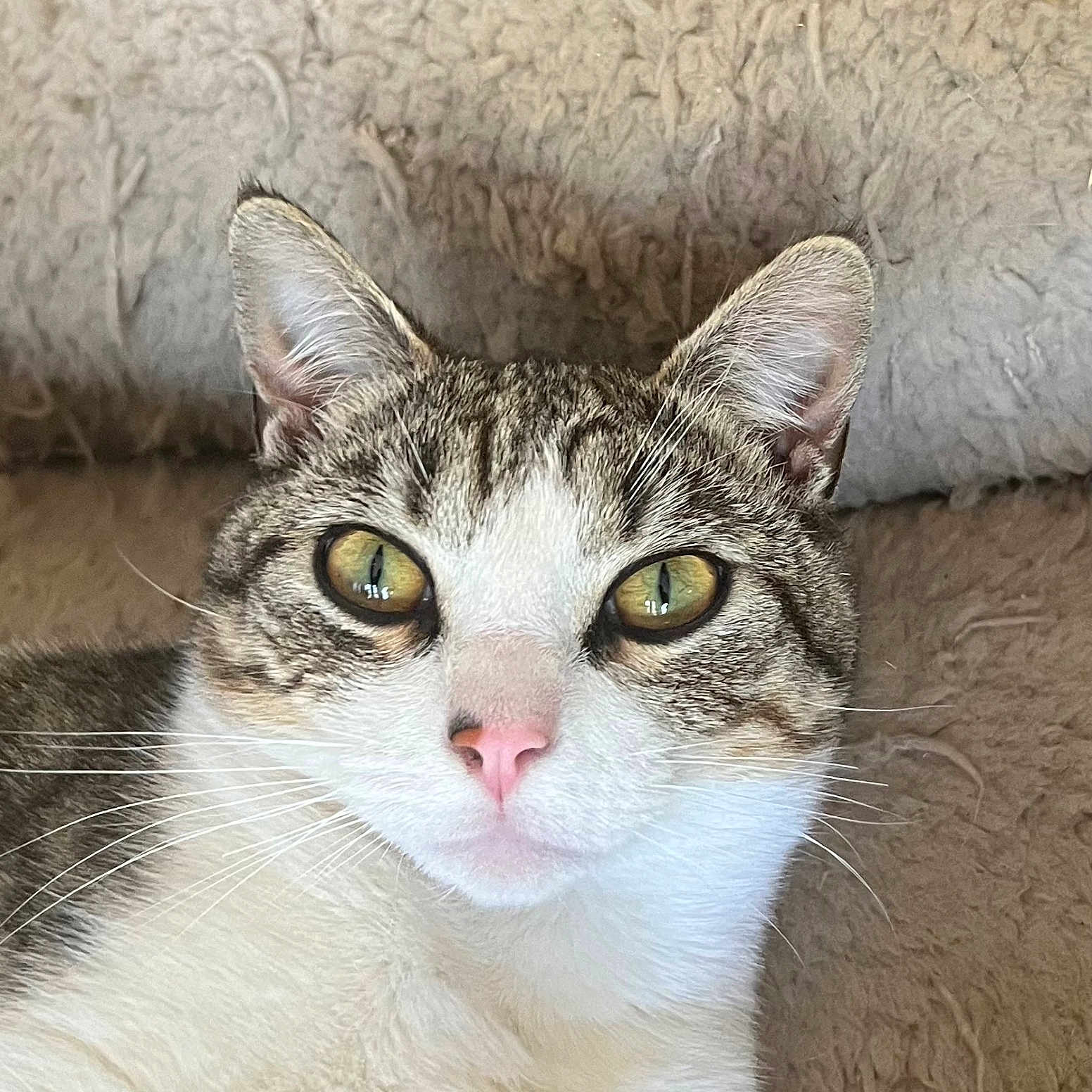 Oreo joined the competition — help win amazing prizes! cat, tabby, white_fur, golden_eyes, pink_nose, whiskers, pet, animal, portrait, close_up, staring, indoor, cozy, blanket, textile, soft_background, feline, short_hair, face, photography