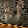 animal, cat, eyes, face, funny, fur, glass, gray_fur, indoor, kitten, patterned_surface, paws, pet, portrait, reflection, sleepy, tabby, whiskers, white_fur, wooden_frame