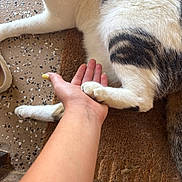Ken is registered to the contest to win money with this photo: cat, calico_cat, pet, animal, furry, paws, paw_touching_hand, human_hand, indoor, home, mat, floor, relaxed, lying_down, white_fur, black_fur, orange_fur, playful, close_up, photography