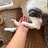 cat, calico_cat, pet, animal, furry, paws, paw_touching_hand, human_hand, indoor, home, mat, floor, relaxed, lying_down, white_fur, black_fur, orange_fur, playful, close_up, photography