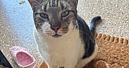 Ken joined the competition — help win amazing prizes! cat, tabby_cat, white_fur, striped_fur, pet, animal, portrait, close_up, face, whiskers, ears, eyes, nose, standing, indoor, doormat, sandals, pink_shoes, home, photography