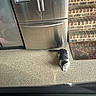cat, tabby_cat, white_cat, pet, animal, walking, standing, garage, refrigerator, appliance, kitchen, brick_wall, doormat, home_entrance, floor, indoor, speckled_floor, curious, side_view, photography