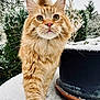 Shadow a rejoint le concours — aidez-le/la à gagner de superbes lots ! cat, orange_tabby, snow, outdoor, plant_pot, winter, garden, fur, animal, whiskers, closeup, nature, curious, walking, pet, greenery, cold, soft, daylight, mammal