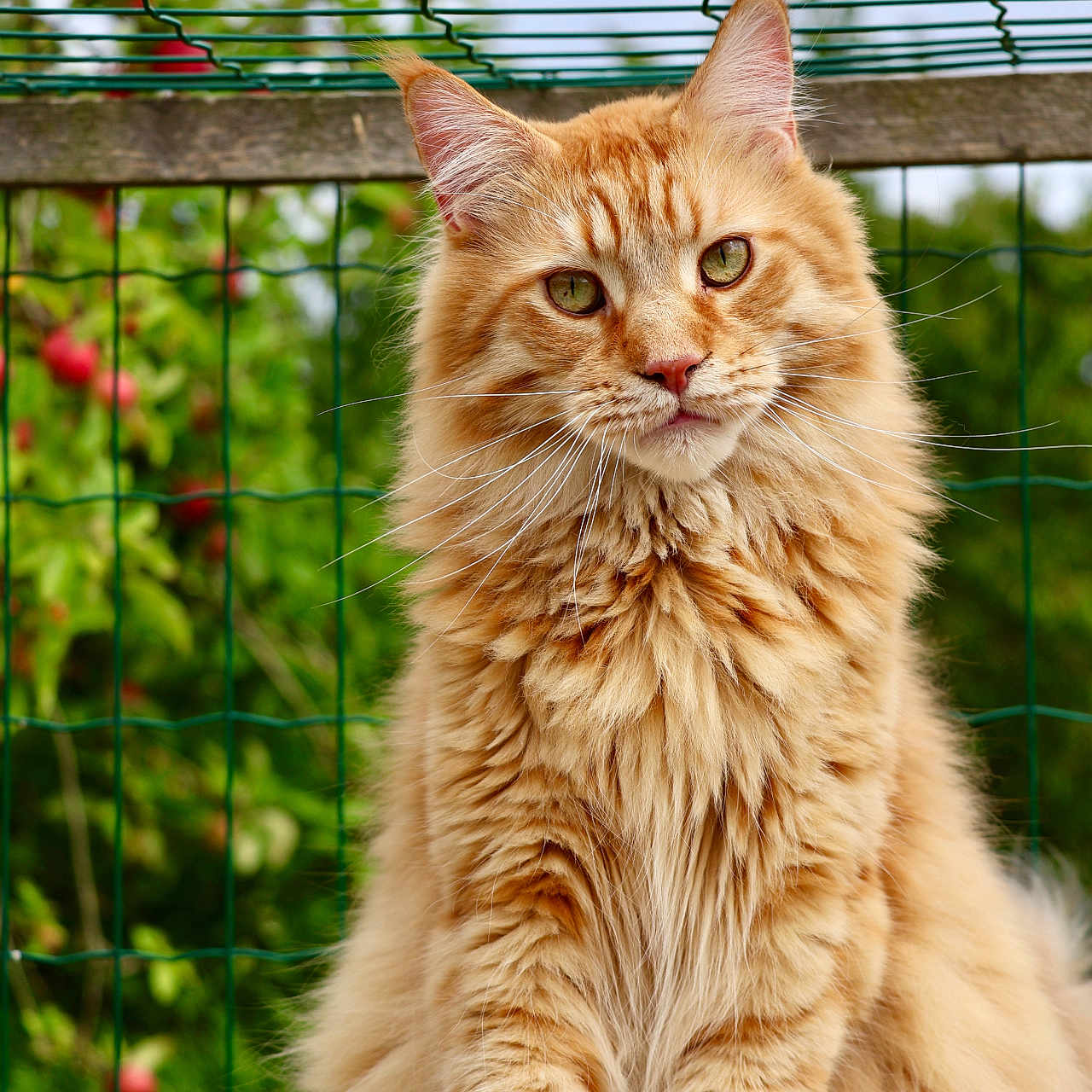 Shadow participe au concours pour gagner de l'argent avec cette photo : animal, calm, cat, closeup, curious, domestic_cat, ears, feline, fluffy, fur, garden, greenery, nature, orange_tabby, outdoor, pet, portrait, sitting, whiskers, wire_fence