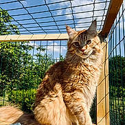 Shadow participe au concours pour gagner de l'argent avec cette photo : cat, orange_tabby, fluffy_fur, toy_mouse, wooden_floor, wire_fence, outdoor, sunlight, greenery, blue_sky, pet, animal, sitting, curious, feline, nature, daylight, playful, enclosure, closeup