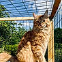 cat, orange_tabby, fluffy_fur, toy_mouse, wooden_floor, wire_fence, outdoor, sunlight, greenery, blue_sky, pet, animal, sitting, curious, feline, nature, daylight, playful, enclosure, closeup