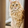 cat, orange_tabby, fluffy, feline, pet, indoor, wooden_floor, blanket, curious, sitting, portrait, whiskers, ears, green_eyes, soft_light, cozy, furniture, home, animal, closeup