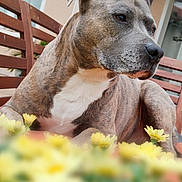 Léo participe au concours pour gagner de l'argent avec cette photo : dog, brindle, bench, flowers, yellow_flowers, outdoor, pet, animal, fur, closeup, relaxing, garden, calm, portrait, wooden_bench, nature, daylight, domestic_animal, muzzle, ears