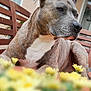 dog, brindle, bench, flowers, yellow_flowers, outdoor, pet, animal, fur, closeup, relaxing, garden, calm, portrait, wooden_bench, nature, daylight, domestic_animal, muzzle, ears