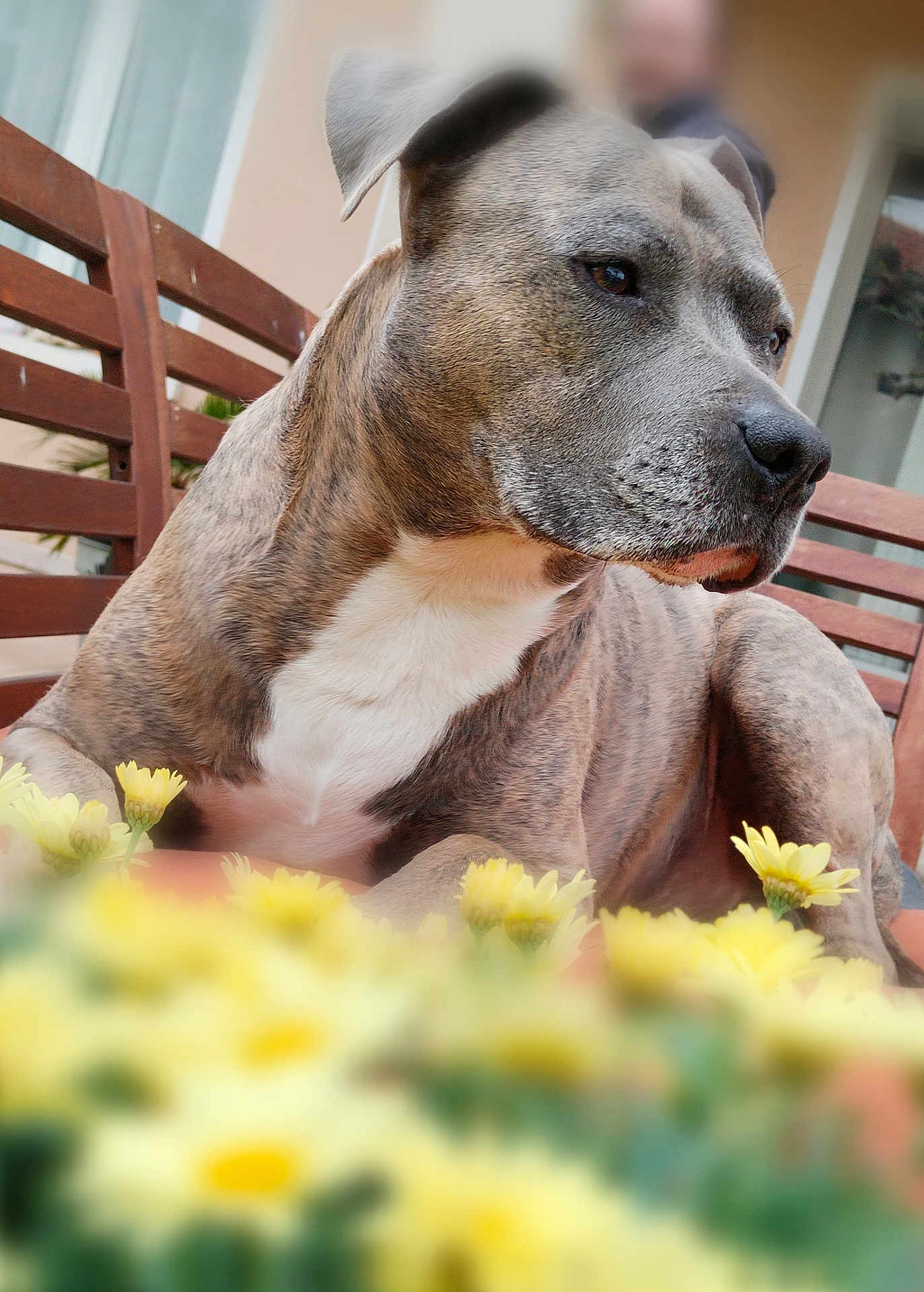 Léo participe au concours pour gagner de l'argent avec cette photo : dog, brindle, bench, flowers, yellow_flowers, outdoor, pet, animal, fur, closeup, relaxing, garden, calm, portrait, wooden_bench, nature, daylight, domestic_animal, muzzle, ears