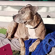Léo a rejoint le concours — aidez-le/la à gagner de superbes lots ! animal, bench, blanket, calm, canine, collar, daylight, dog, domestic_animal, fur, garden, nature, outdoor, pet, pink_chair, relaxing, resting, shadow, sunlight, wooden_floor