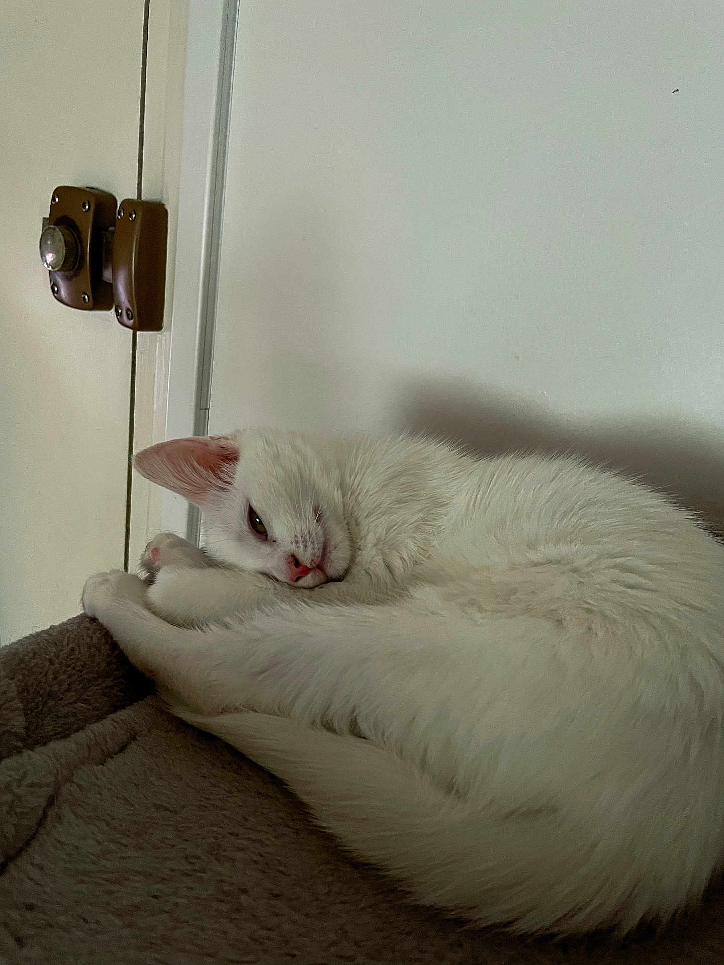 Azra a rejoint le concours — aidez-le/la à gagner de superbes lots ! cat, white_cat, sleeping, resting, fur, pet, indoor, cozy, curled_up, animal, door_lock, gray_surface, quiet, relaxed, whiskers, cute, soft, feline, home, nap