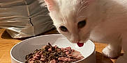 Azra participe au concours pour gagner de l'argent avec cette photo : kitten, white_cat, cat_food, wet_food, dry_food, bowl, wooden_floor, pet, indoor, feline, ears, licking, curious, young_cat, feeding, domestic_cat, closeup, animal, floor, meal