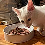 kitten, white_cat, cat_food, wet_food, dry_food, bowl, wooden_floor, pet, indoor, feline, ears, licking, curious, young_cat, feeding, domestic_cat, closeup, animal, floor, meal