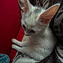 Azra participe au concours pour gagner de l'argent avec cette photo : kitten, cat, white_fur, ears, blanket, cushion, red_background, soft_texture, pet, animal, cozy, indoor, resting, small, cute, fur, whiskers, tail, closeup, domestic_cat