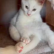 Azra a rejoint le concours — aidez-le/la à gagner de superbes lots ! kitten, cat, white_cat, pet, animal, cute, feline, paw, cozy, indoor, resting, soft_texture, fur, cute_pet, small_animal, domestic_cat, relaxed, curious, cat_cave, pink_paws