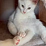 kitten, cat, white_cat, pet, animal, cute, feline, paw, cozy, indoor, resting, soft_texture, fur, cute_pet, small_animal, domestic_cat, relaxed, curious, cat_cave, pink_paws