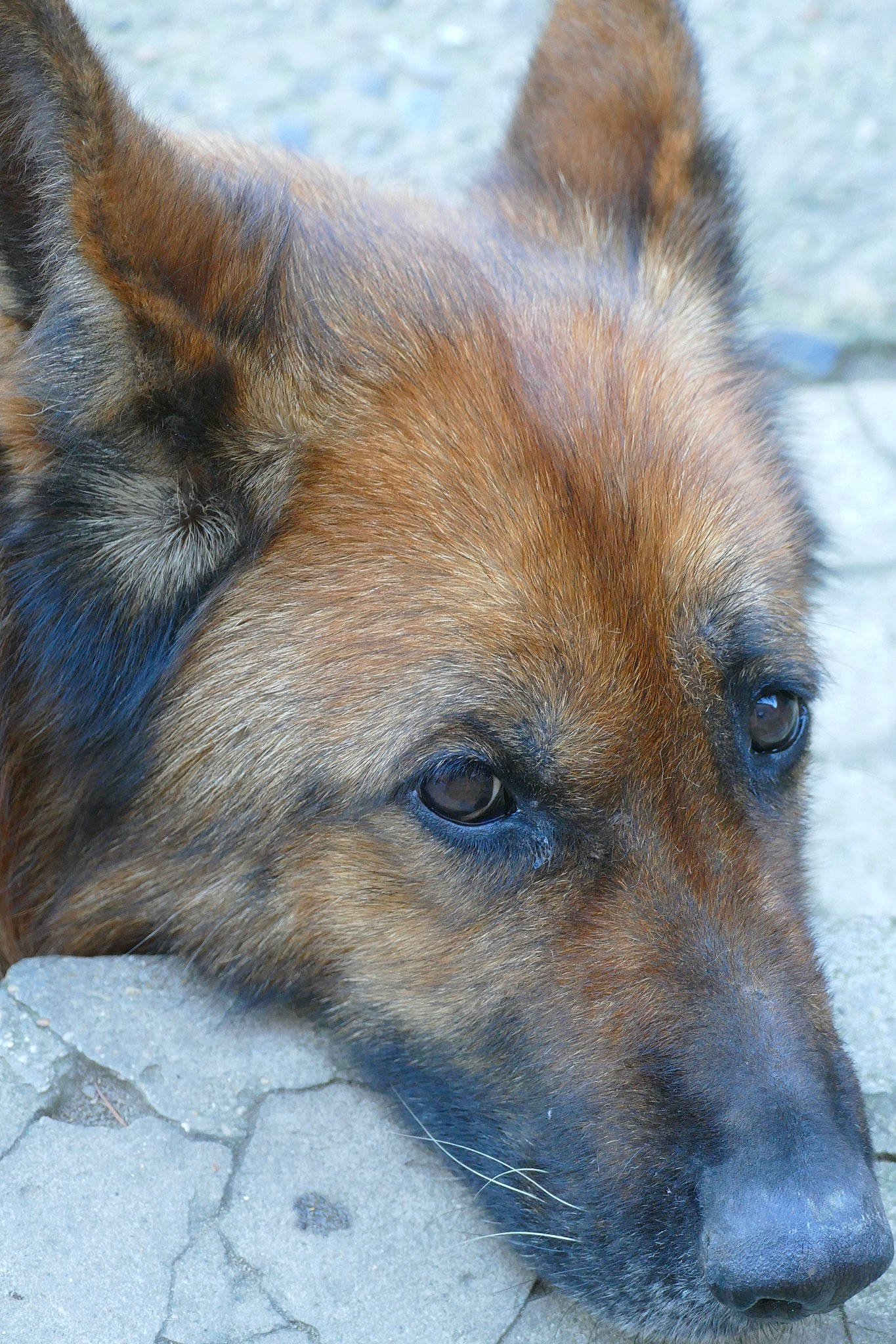 Eden participe au concours pour gagner de l'argent avec cette photo : belgian_shepherd, belgian_shepherd_malinois, bohemian_shepherd, canidae, carnivore, dog, dog_breed, fawn, german_shepherd_dog, king_shepherd, kunming_wolfdog, mammal, old_german_shepherd_dog, rare_breed_dog, snout, tervuren, vertebrate, working_dog