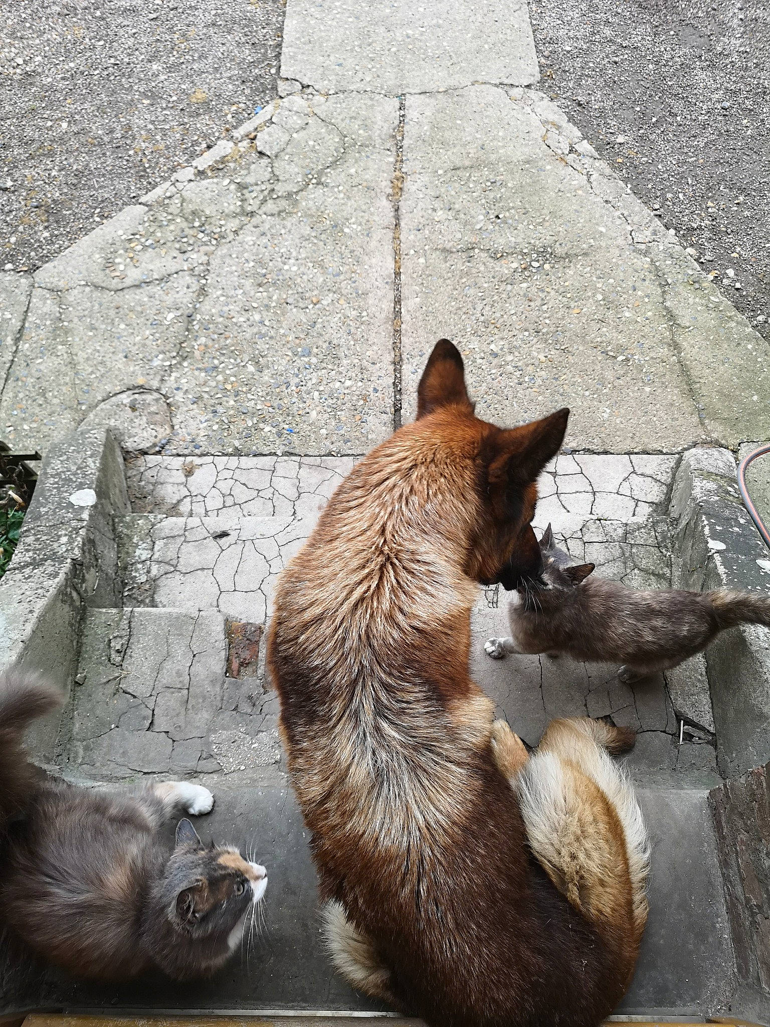 Eden participe au concours pour gagner de l'argent avec cette photo : carnivore, cat, felidae, small_to_medium_sized_cats, snout, tail, whiskers