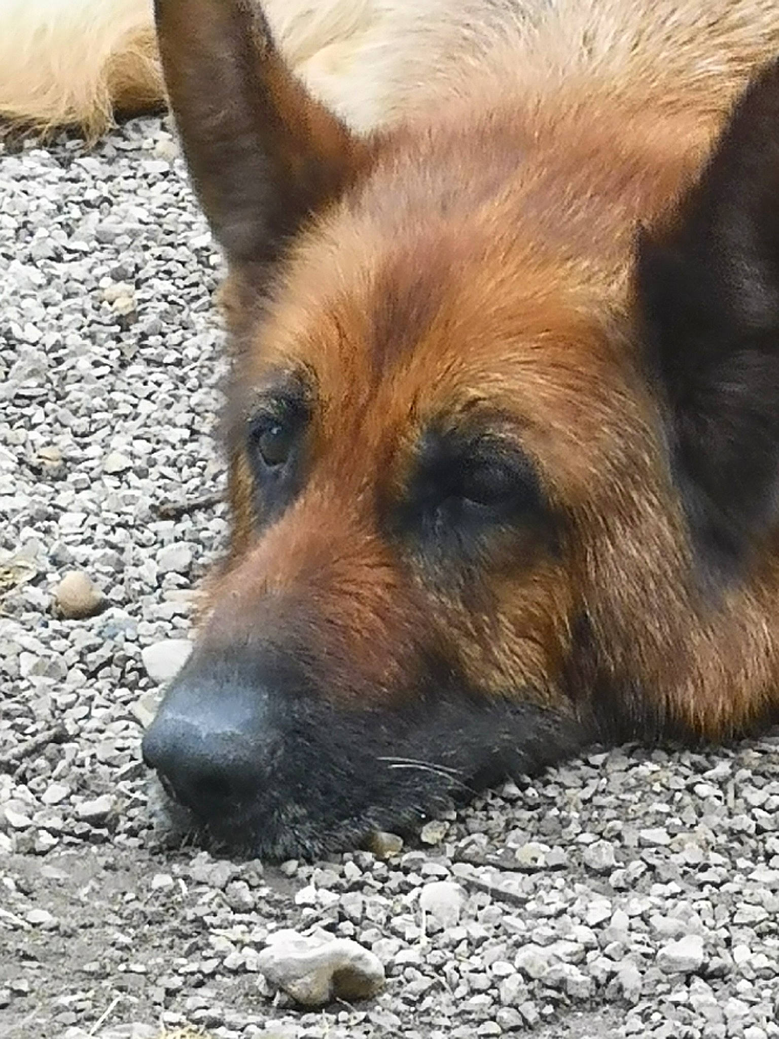 Eden participe au concours pour gagner de l'argent avec cette photo : canidae, carnivore, dog, dog_breed, fawn, german_shepherd_dog, kunming_wolfdog, mammal, old_german_shepherd_dog, snout, street_dog, vertebrate, whiskers