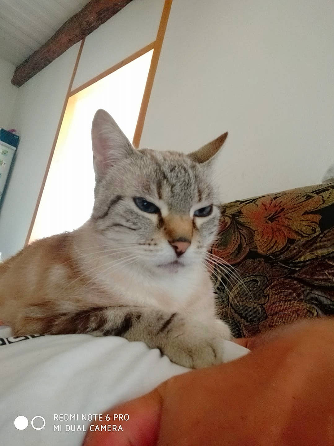 Clochette a rejoint le concours — aidez-le/la à gagner de superbes lots ! bed, carnivore, cat, claw, comfort, domestic_short_haired_cat, felidae, fur, paw, small_to_medium_sized_cats, snout, tail, whiskers, window