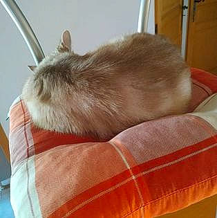 Clochette a rejoint le concours — aidez-le/la à gagner de superbes lots ! claw, comfort, companion_dog, domestic_rabbit, fawn, felidae, fur, linens, nap, rabbit, rabbits_and_hares, rodent, sleep, small_to_medium_sized_cats, snout, tail, textile, vertebrate, whiskers