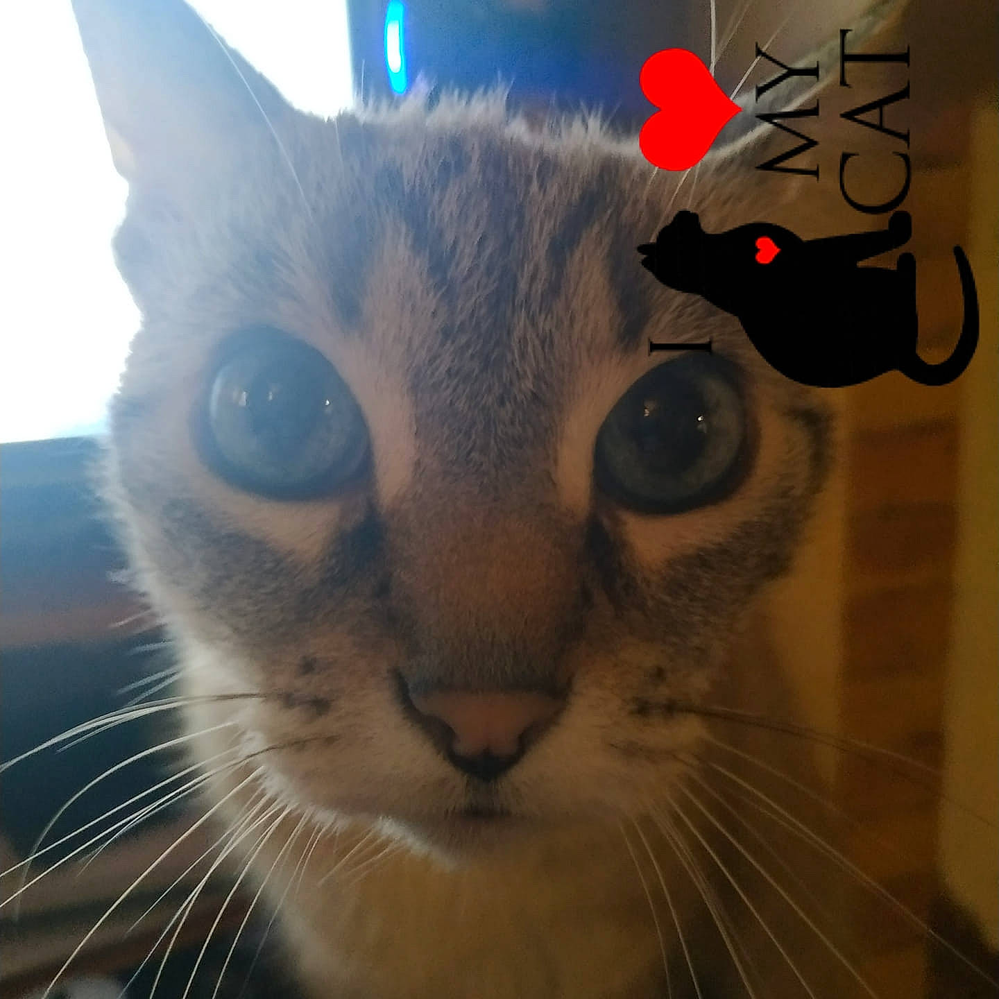 Clochette a rejoint le concours — aidez-le/la à gagner de superbes lots ! carmine, carnivore, cat, comfort, domestic_short_haired_cat, ear, electric_blue, eye, fawn, felidae, fur, head, iris, nose, small_to_medium_sized_cats, snout, tail, terrestrial_animal, vertebrate, whiskers