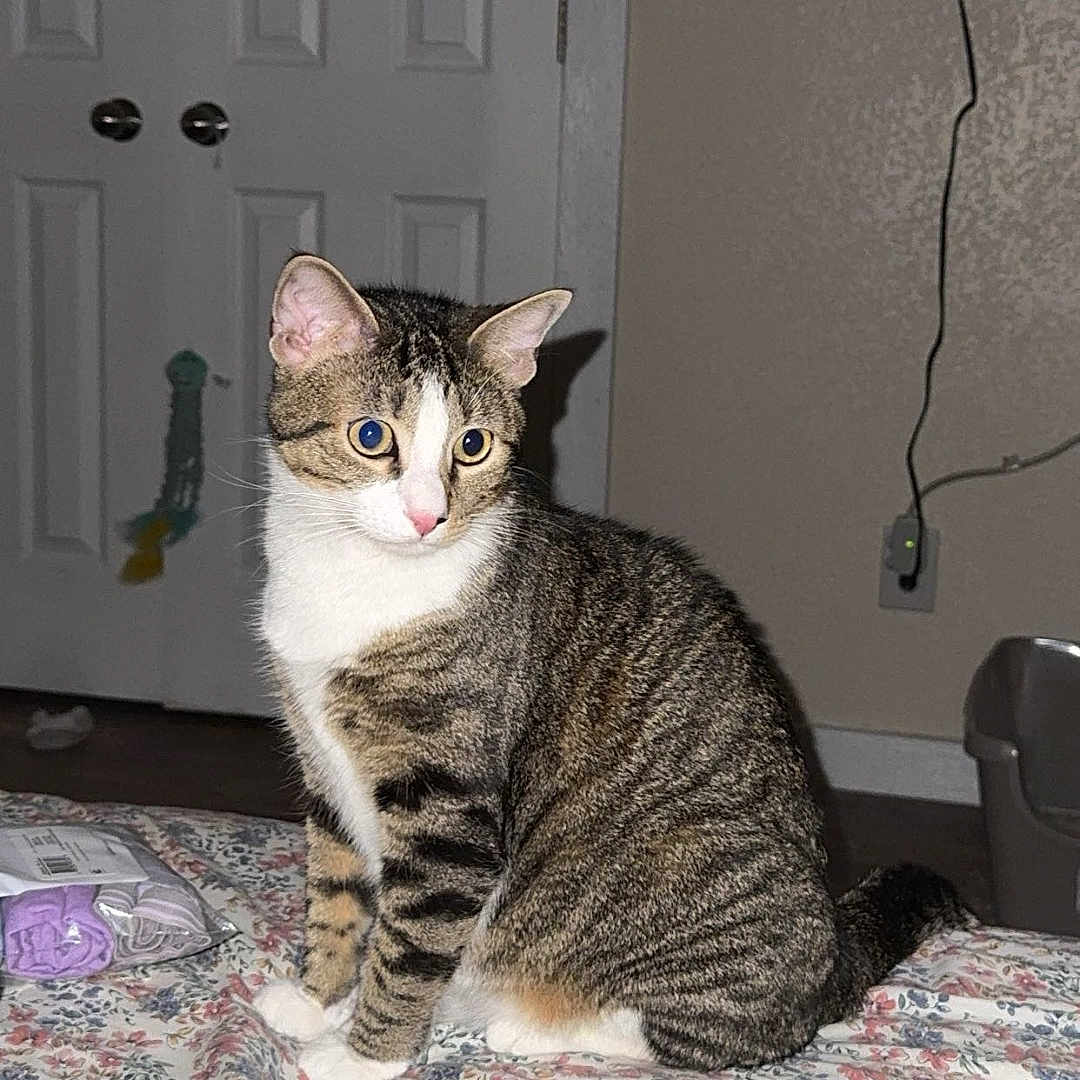 Mateo