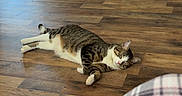Mateo joined the competition — help win amazing prizes! animal, brick_fireplace, casual, cat, comfort, cozy, domestic, feline, flooring, home, household, indoor, living_room, lying_down, pet, plaid_clothing, relaxing, resting, tabby_cat, wooden_floor