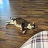 cat, tabby_cat, wooden_floor, indoor, relaxing, lying_down, brick_fireplace, plaid_clothing, cozy, home, pet, animal, flooring, domestic, resting, feline, casual, comfort, living_room, household