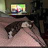 cat, tabby_cat, sleeping, blanket, pink, indoor, television, tv_screen, cat_tree, furniture, relaxing, cozy, pet, animal, home, napping, soft_texture, resting, domestic_cat, cute