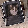 cat, pet_carrier, mesh, indoor, couch, beige, feline, animal, pet, sitting, curious, calm, zipper, fabric, domestic, companion, household, resting, furniture, closeup