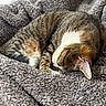 cat, tabby, sleeping, curled_up, blanket, cozy, indoor, pet, fur, whiskers, window, relaxing, soft, mammal, domestic_animal, resting, close_up, cute, warm, peaceful