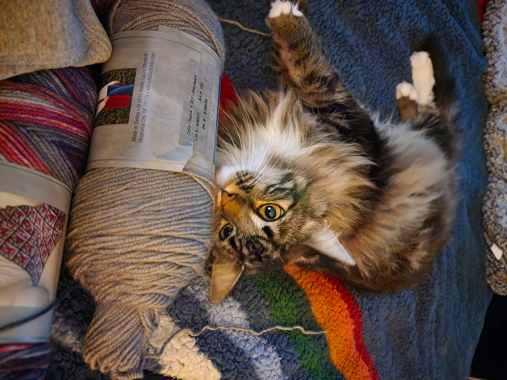 Kili is registered to the contest to win money with this photo: canidae, carnivore, cat, claw, comfort, companion_dog, fawn, felidae, fur, human_leg, maine_coon, paw, small_to_medium_sized_cats, tail, terrestrial_animal, thigh, whiskers, wildlife, wood