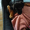 animal, black_dog, blanket, cozy, curious, cute, dog, domestic_animal, floor, fur, home, indoor, looking, pet_bed, puppy, resting, small_dog, tan_paws, tile_floor, young_dog