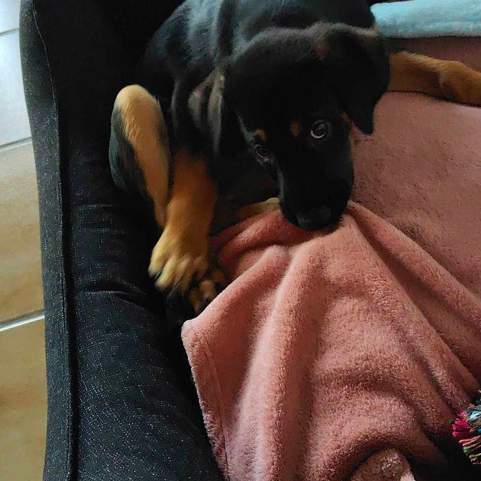 Blake participe au concours pour gagner de l'argent avec cette photo : animal, black_dog, blanket, cozy, curious, cute, dog, domestic_animal, floor, fur, home, indoor, looking, pet_bed, puppy, resting, small_dog, tan_paws, tile_floor, young_dog