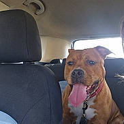 Volka participe au concours pour gagner de l'argent avec cette photo : dog, brown_dog, tongue_out, car_interior, back_seat, seat, collar, leash, pet, happy_dog, animal, canine, transportation, window, sunlight, fur, muzzle, ears, sitting, domestic_animal