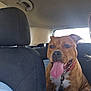 animal, back_seat, brown_dog, canine, car_interior, collar, dog, domestic_animal, ears, fur, happy_dog, leash, muzzle, pet, seat, sitting, sunlight, tongue_out, transportation, window