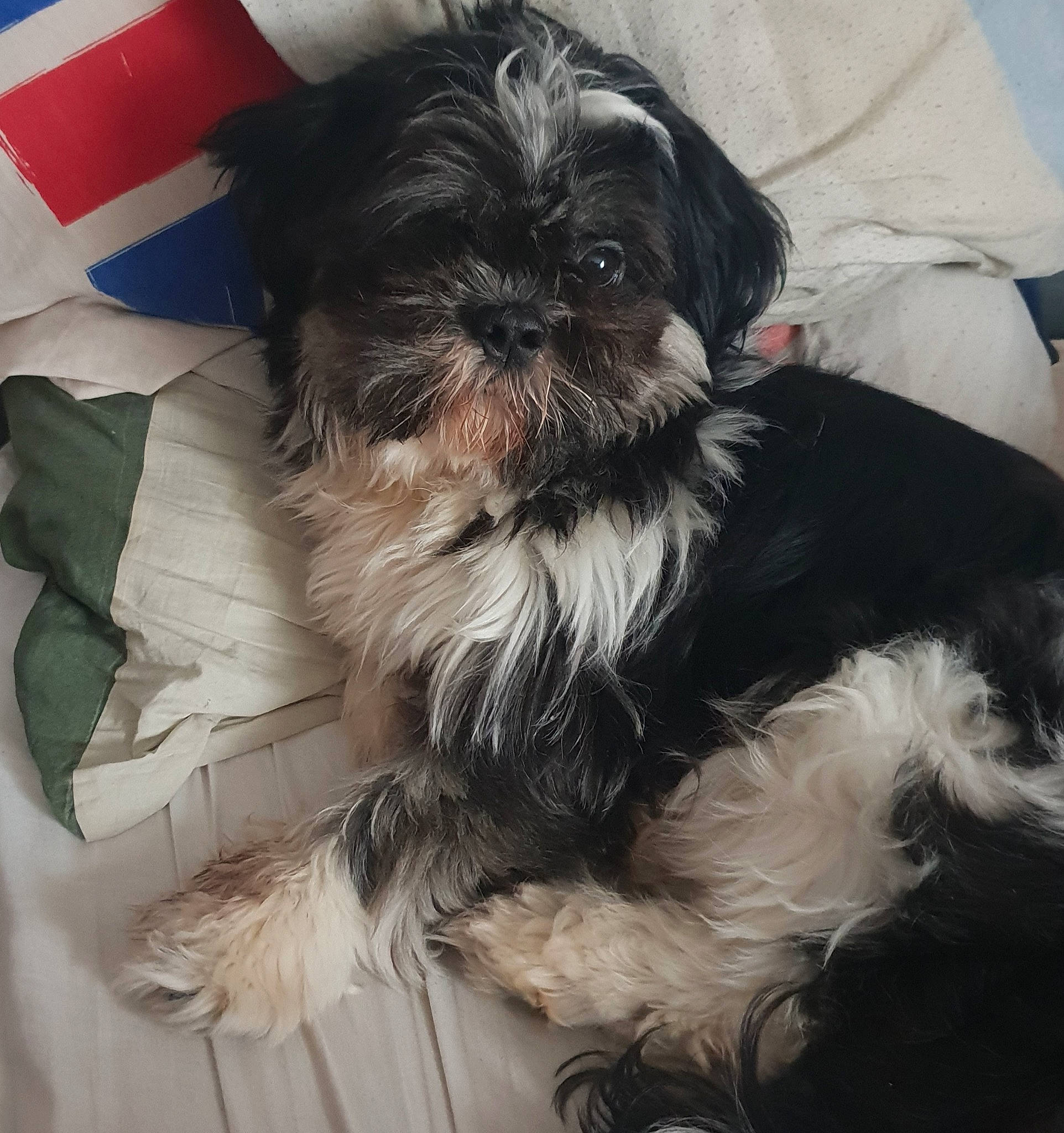 Woody a rejoint le concours — aidez-le/la à gagner de superbes lots ! affenpinscher, bolonka, canidae, carnivore, chinese_imperial_dog, companion_dog, dog, dog_breed, kyi_leo, lhasa_apso, maltepoo, mammal, morkie, puppy, shih_poo, shih_tzu, snout, sporting_group, toy_dog, vertebrate