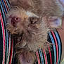Paco is registered to the contest to win money with this photo: puppy, dog, sleeping, fur, striped_clothing, close_up, cute, cozy, resting, pet, animal, ears, nose, whiskers, soft, fluffy, young_dog, domestic_animal, relaxed, indoor